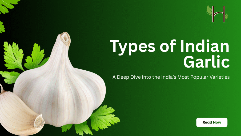 Types of Indian Garlic – A Deep Dive into the India’s Most Popular Varieties